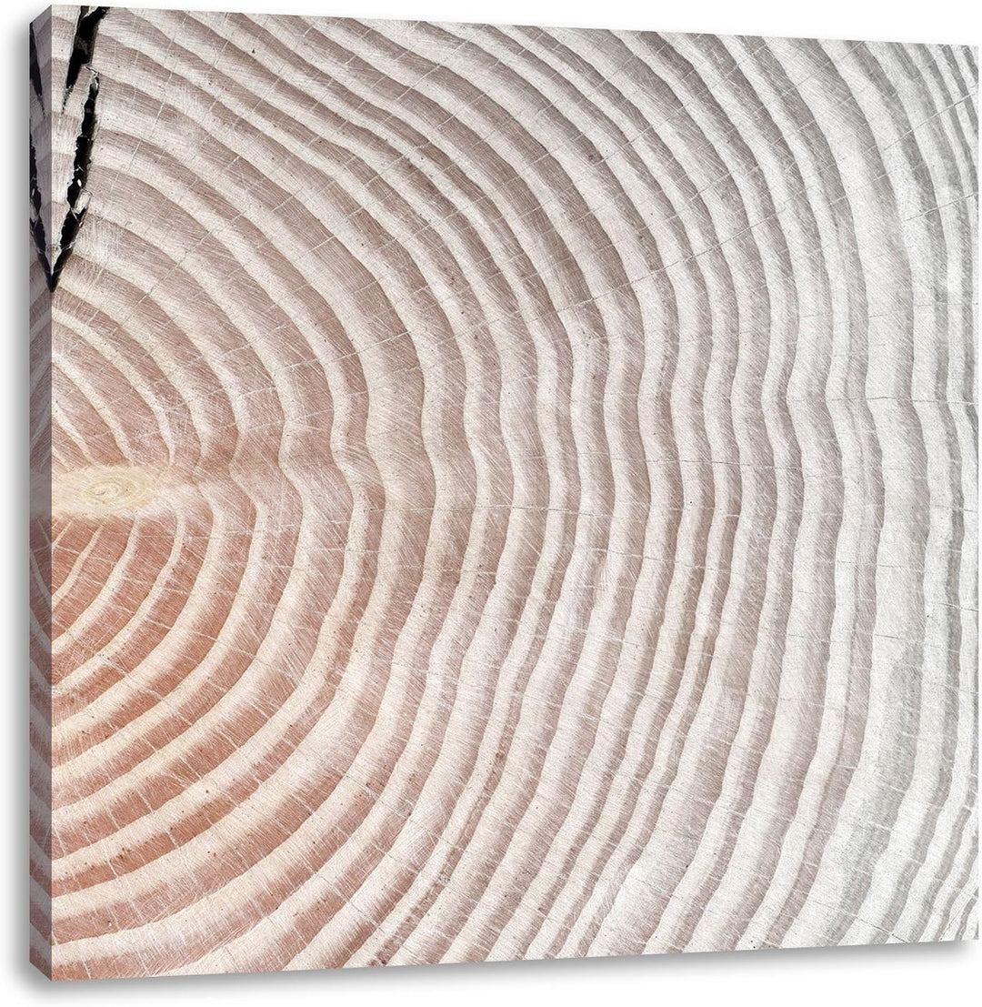 Pixxprint Baumstamm Jahresringe als Leinwandbild | Grösse: 70x70 cm | Wandbild | Kunstdruck | fertig