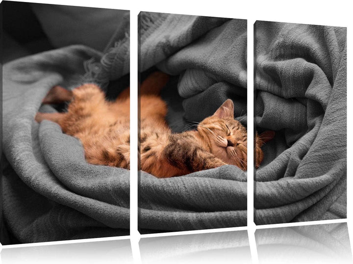 Pixxprint Bezaubernde schlafende Katze als Leinwandbild | Grösse: 3 Teilig (120x80) | Wandbild| Kuns