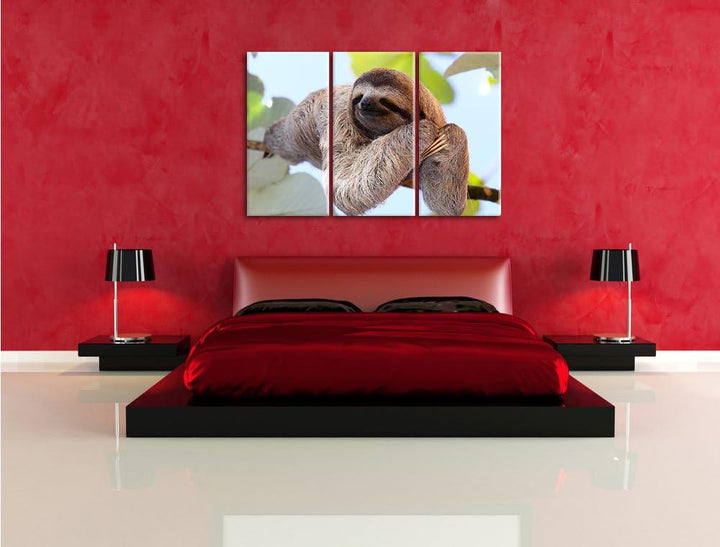 Pixxprint schönes Faultier hängt von AST als Leinwandbild/Grösse: 3Teilig (120x80) / Wandbild/Kunstd