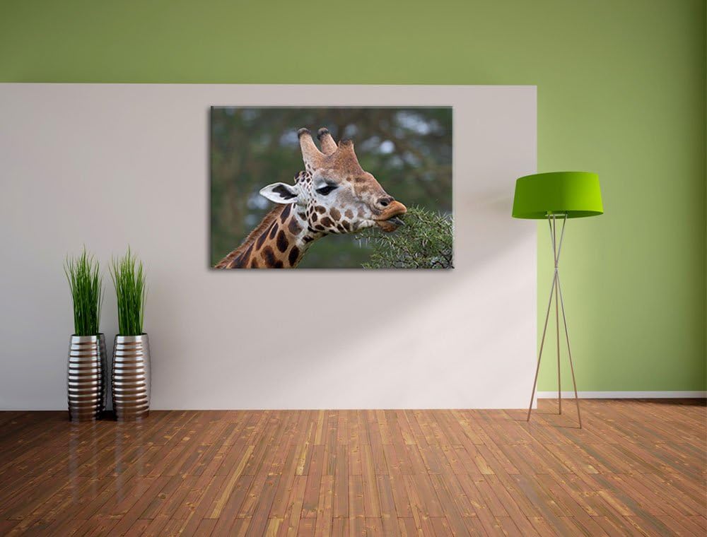 schöne Giraffe beim Fressen Leinwand, XXL riesige Bilder fertig gerahmt mit Keilrahmen, Kunstdruck a
