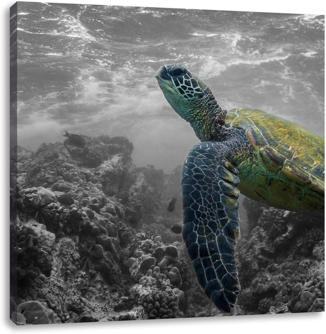 Pixxprint Schildkröte und Korallen im Ozean / 70x70cm Leinwandbild bespannt auf Holzrahmen/Wandbild