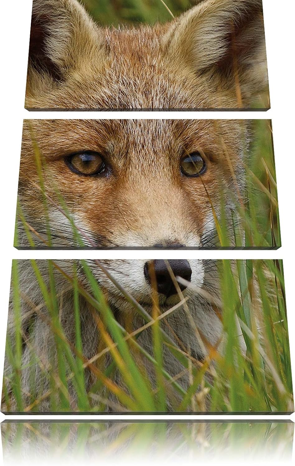 Pixxprint junger Fuchs auf Wiese als Leinwandbild/Grösse: 3 Teilig (120x80) cm/Wandbild/Kunstdruck/f