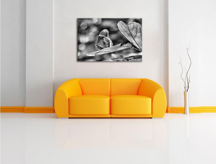 Pixxprint kleine bräunlicher Schmetterling / 100x70cm Leinwandbild bespannt auf Holzrahmen/Wandbild