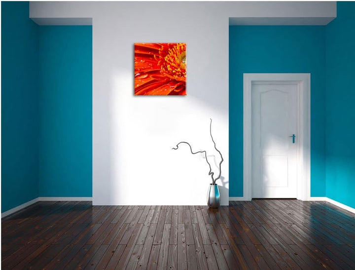 Gerbera mit Wassertropfen, Format: 70x70 auf Leinwand, XXL riesige Bilder fertig gerahmt mit Keilrah