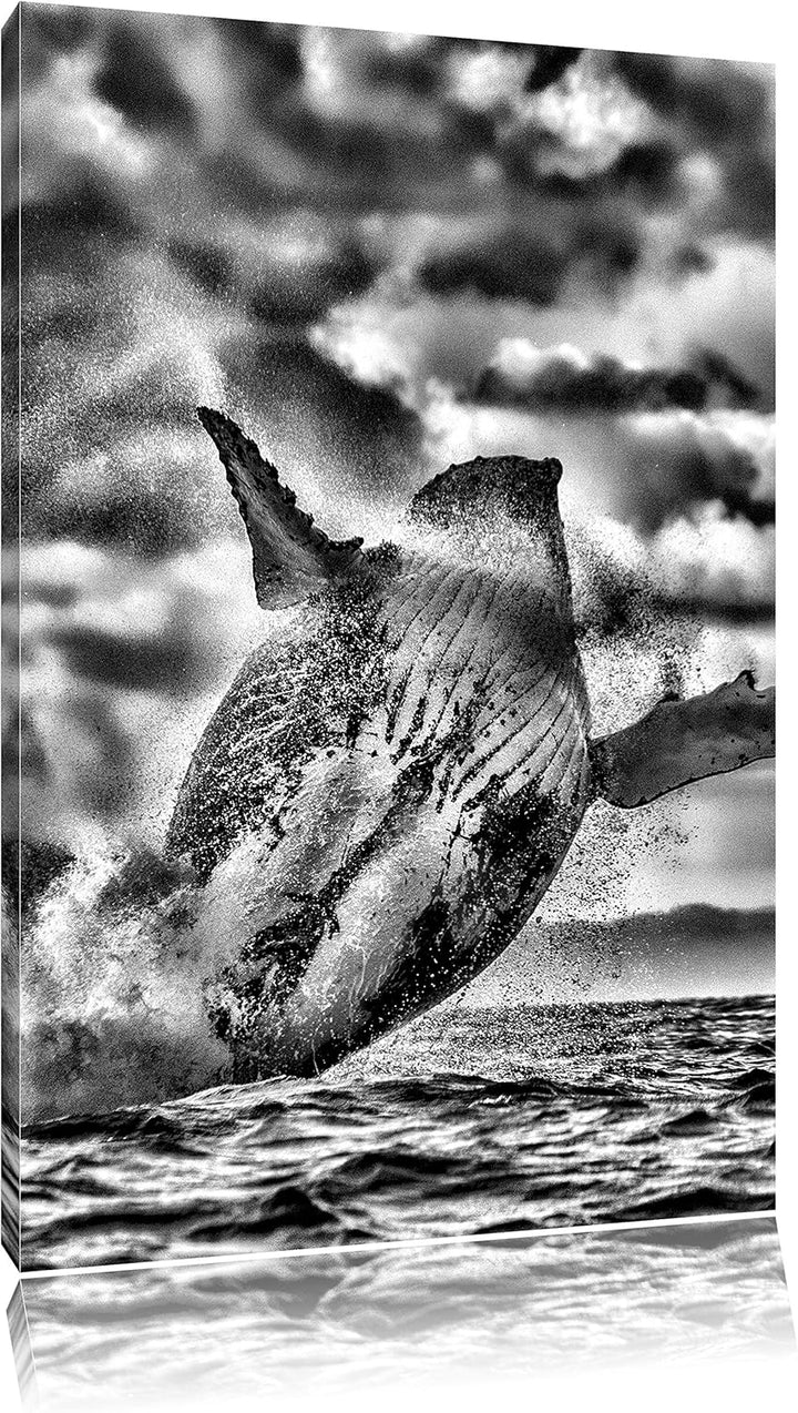 Pixxprint Monocrome, Buckelwale Kanada, Format: 100x70 auf Leinwand, 100x70