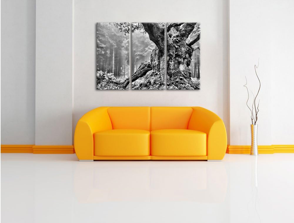 Pixxprint Dicker Baum im Wald im Moos als Leinwandbild/Grösse: 3 Teilig (120x80) cm/Wandbild/Kunstdr