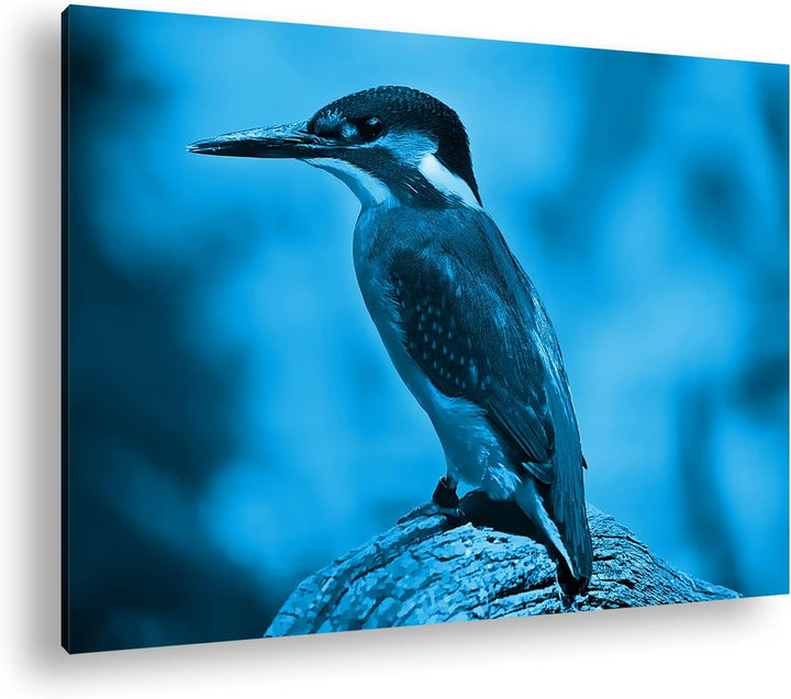 deyoli Eleganter Eisvogel mit blauem Gefieder Format: 80x60 Effekt: Monocrome Blau als Leinwandbild,