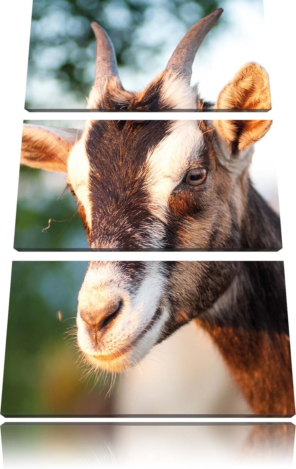 Pixxprint Niedliche Ziege als Leinwandbild/Grösse: 3 Teilig (120x80) / Wandbild/Kunstdruck/fertig be