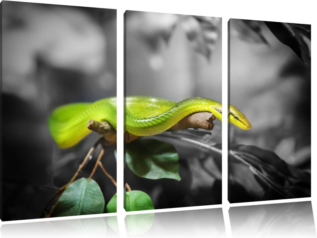 Pixxprint Raue grüne Schlange als Leinwandbild | Grösse: 3 Teilig (120x80) | Wandbild| Kunstdruck |