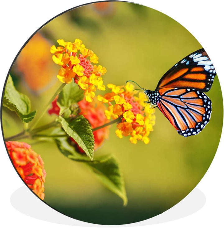 MuchoWow Wandbild Rund Wanddeko Deko Wohnzimmer Bilder 30x30 cm Schmetterling - Insekten - Blumen -