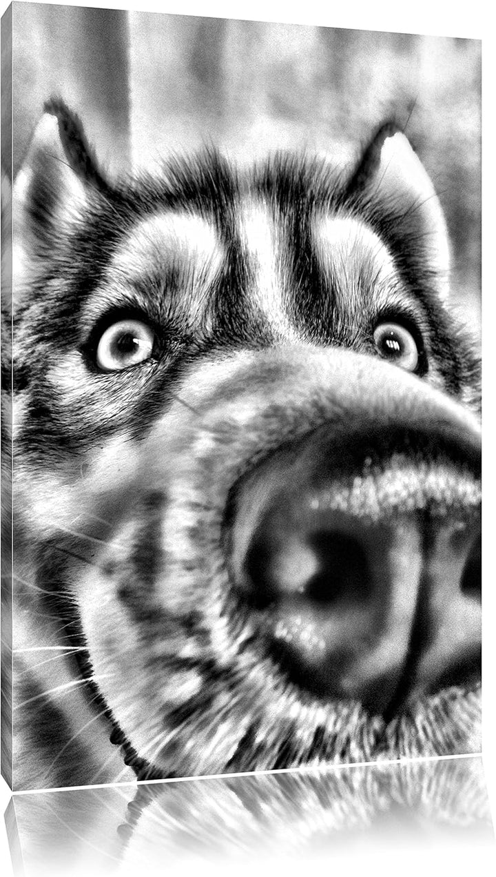 Pixxprint Glücklicher Husky / 100x70cm Leinwandbild bespannt auf Holzrahmen/Wandbild Kunstdruck Deko