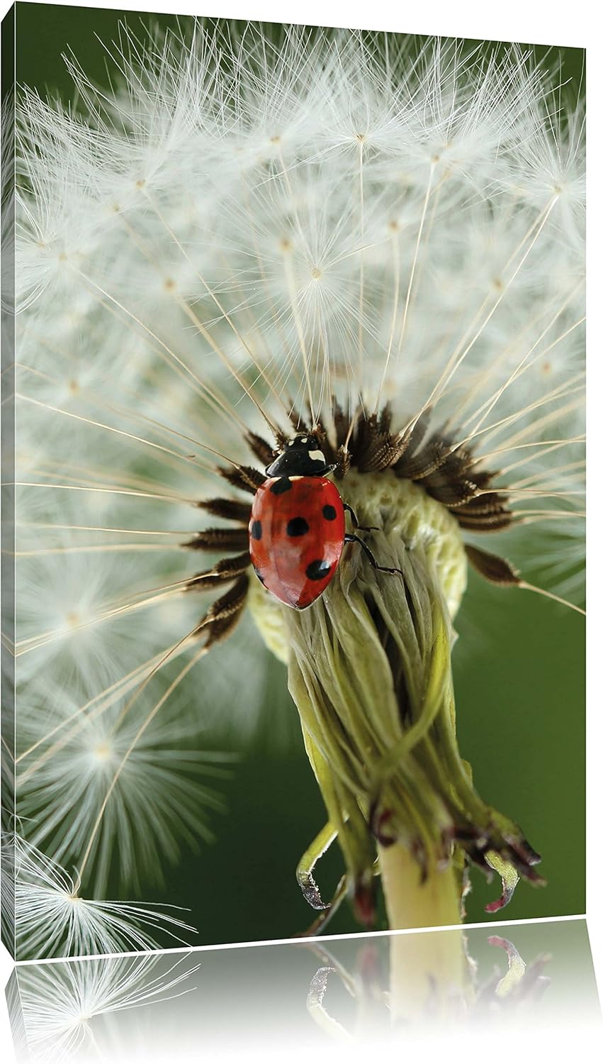 Pixxprint Marienkäfer auf Pusteblume / 100x70cm Leinwandbild bespannt auf Holzrahmen/Wandbild Kunstd