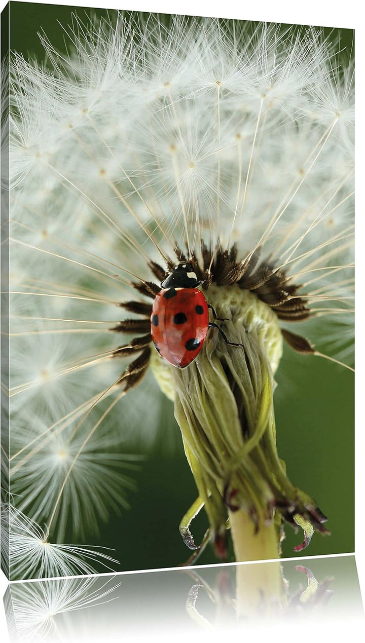 Pixxprint Marienkäfer auf Pusteblume / 100x70cm Leinwandbild bespannt auf Holzrahmen/Wandbild Kunstd