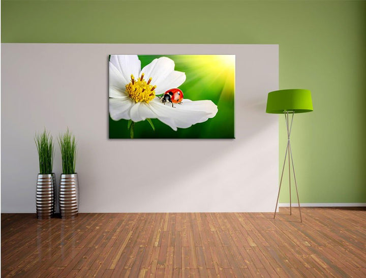 Pixxprint Marienkäfer auf Einer weissen Blume als Leinwandbild/Grösse: 100x70 cm/Wandbild/Kunstdruck