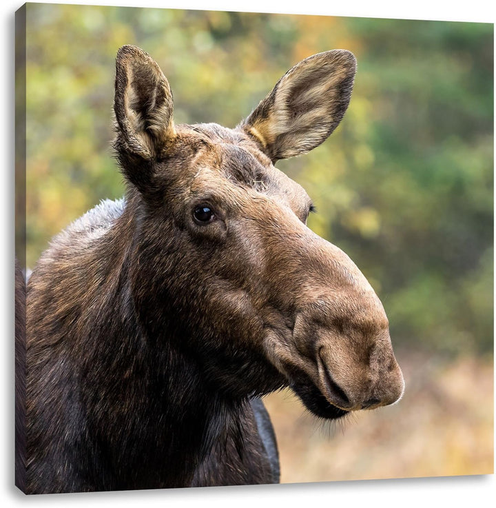 Pixxprint Elch im Wald, Format: 70x70 auf Leinwand, XXL riesige Bilder fertig gerahmt mit Keilrahmen