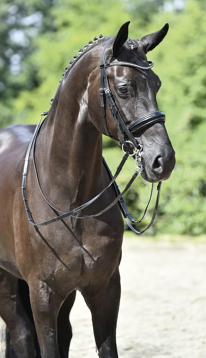BUSSE Kandare MASSA