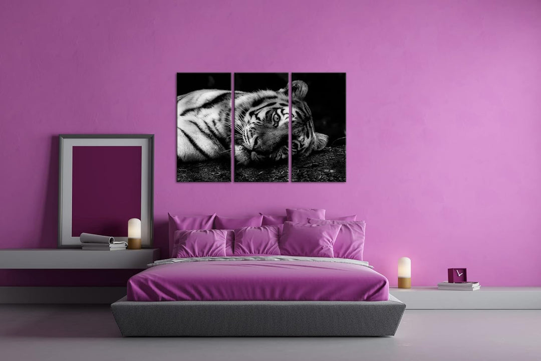 deyoli Tiger in der Ruhephase Format: 3Teilig als Leinwand, Effekt: Schwarz&Weiss, Motiv fertig gera