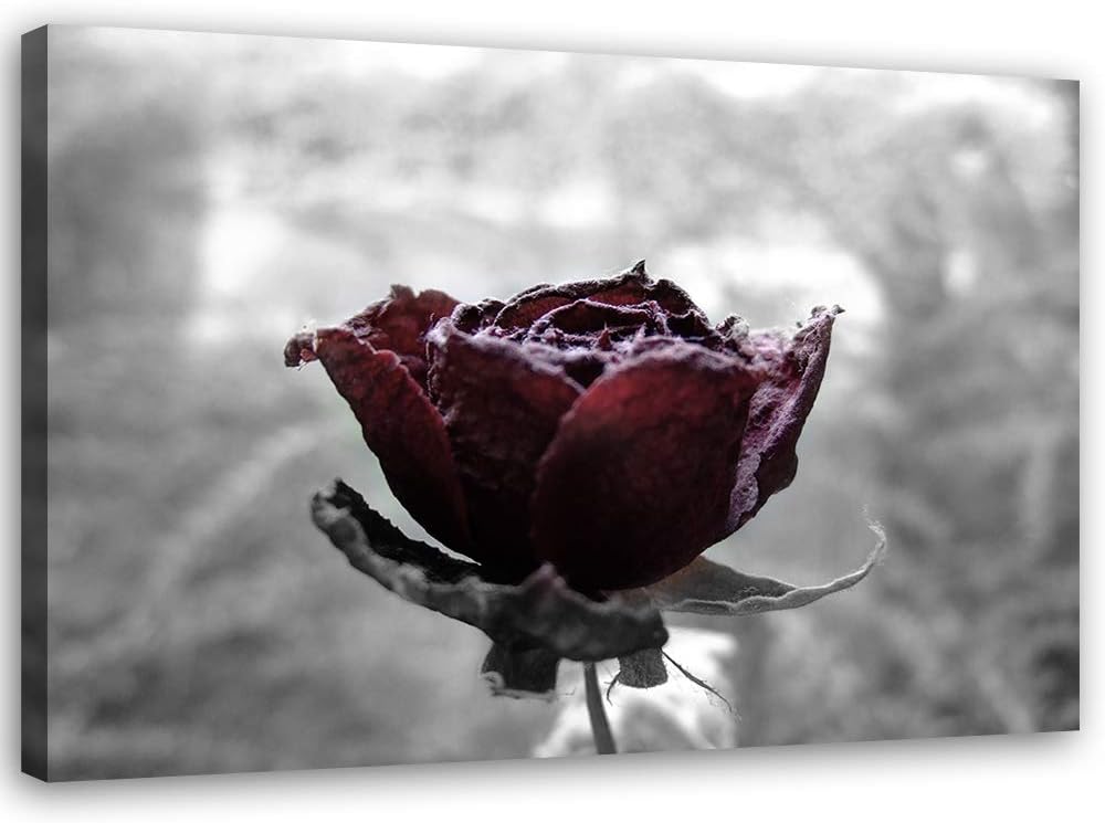 Feeby Bild auf Leinwand Natur Kunstdruck modern Rose Rot 80x60 cm M14553 80x60 cm, M14553 80x60 cm