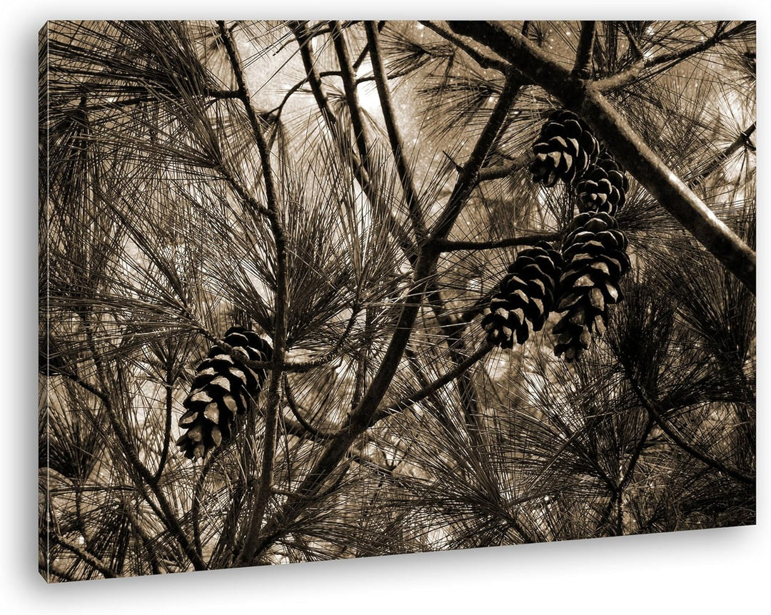 deyoli Kiefernzapfen im Wald Format: 80x60 Effekt: Sepia als Leinwandbild, Motiv fertig gerahmt auf