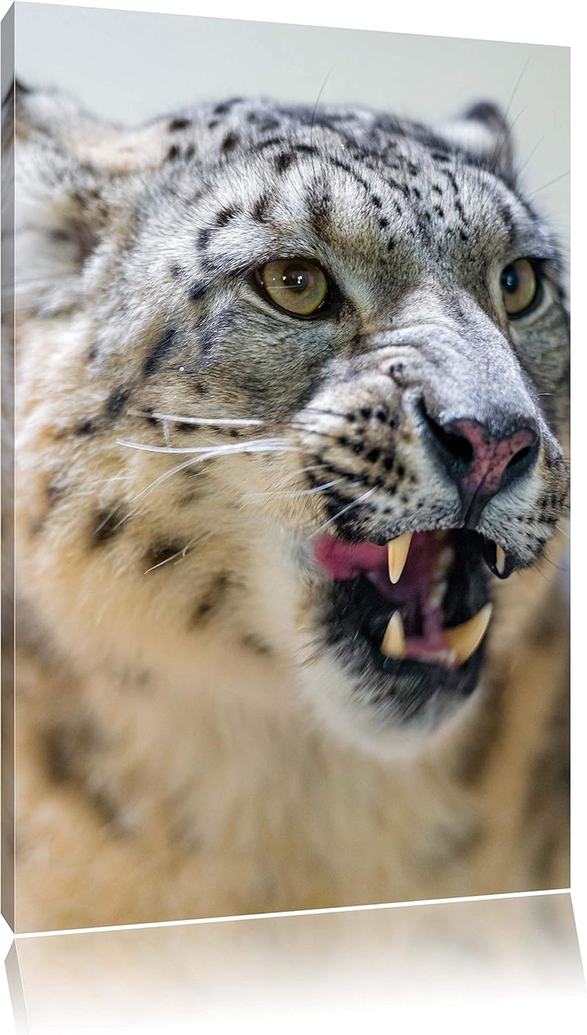 Pixxprint Schneeleopard zeigt Zähne auf Leinwand, XXL riesige Bilder fertig gerahmt mit Keilrahmen,