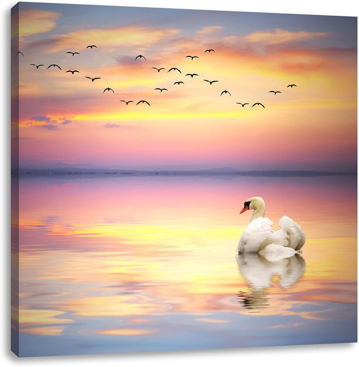 Schwan bei Sonnenuntergang, Format: 70x70 auf Leinwand, XXL riesige Bilder fertig gerahmt mit Keilra