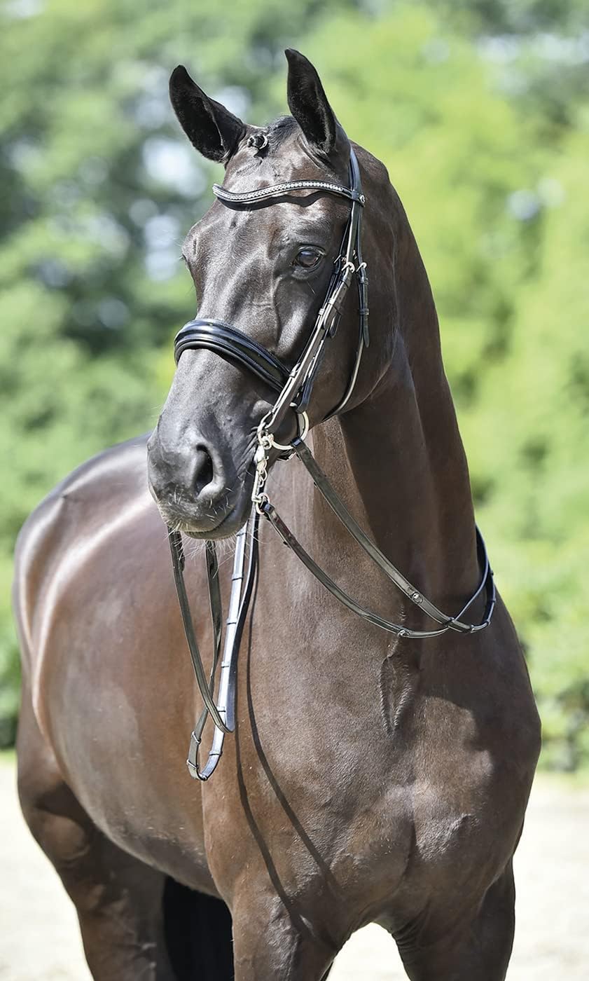 BUSSE Kandare MASSA