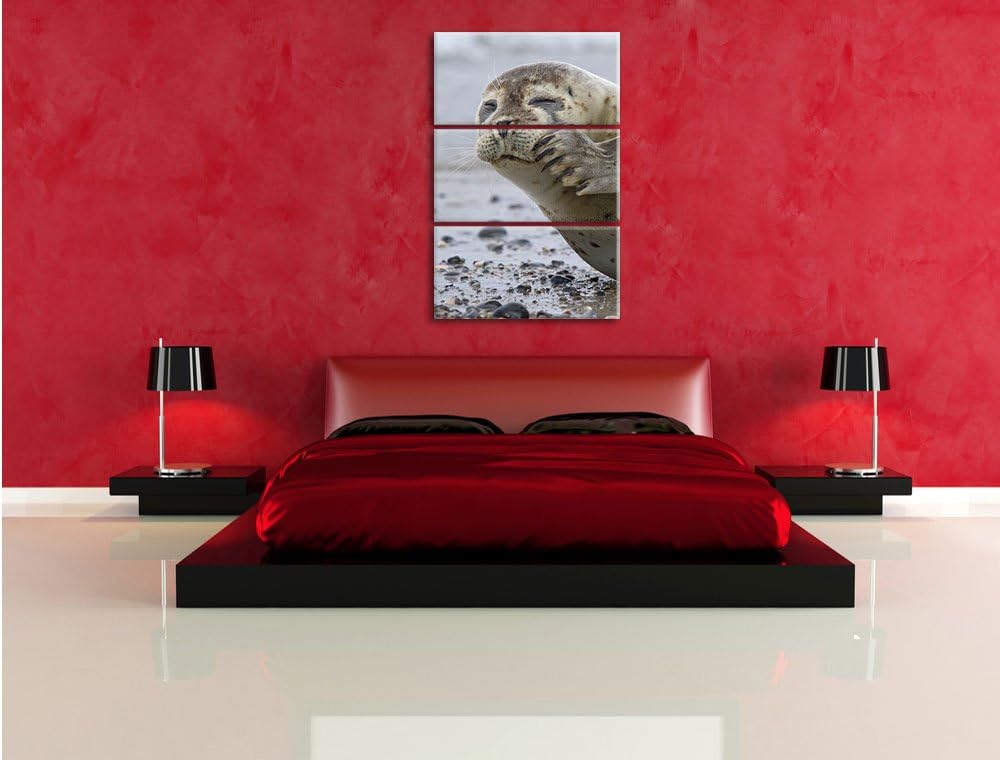 Pixxprint süsse Robbe beim Putzen als Leinwandbild/Grösse: 3 Teilig (120x80) cm/Wandbild/Kunstdruck/