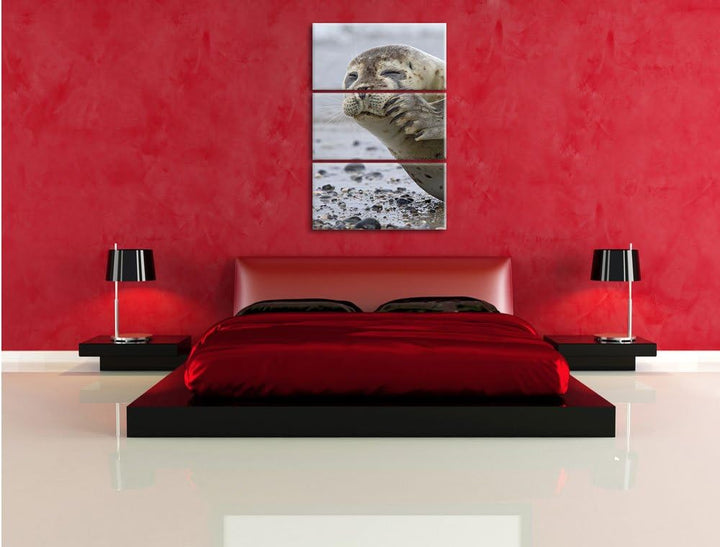 Pixxprint süsse Robbe beim Putzen als Leinwandbild/Grösse: 3 Teilig (120x80) cm/Wandbild/Kunstdruck/