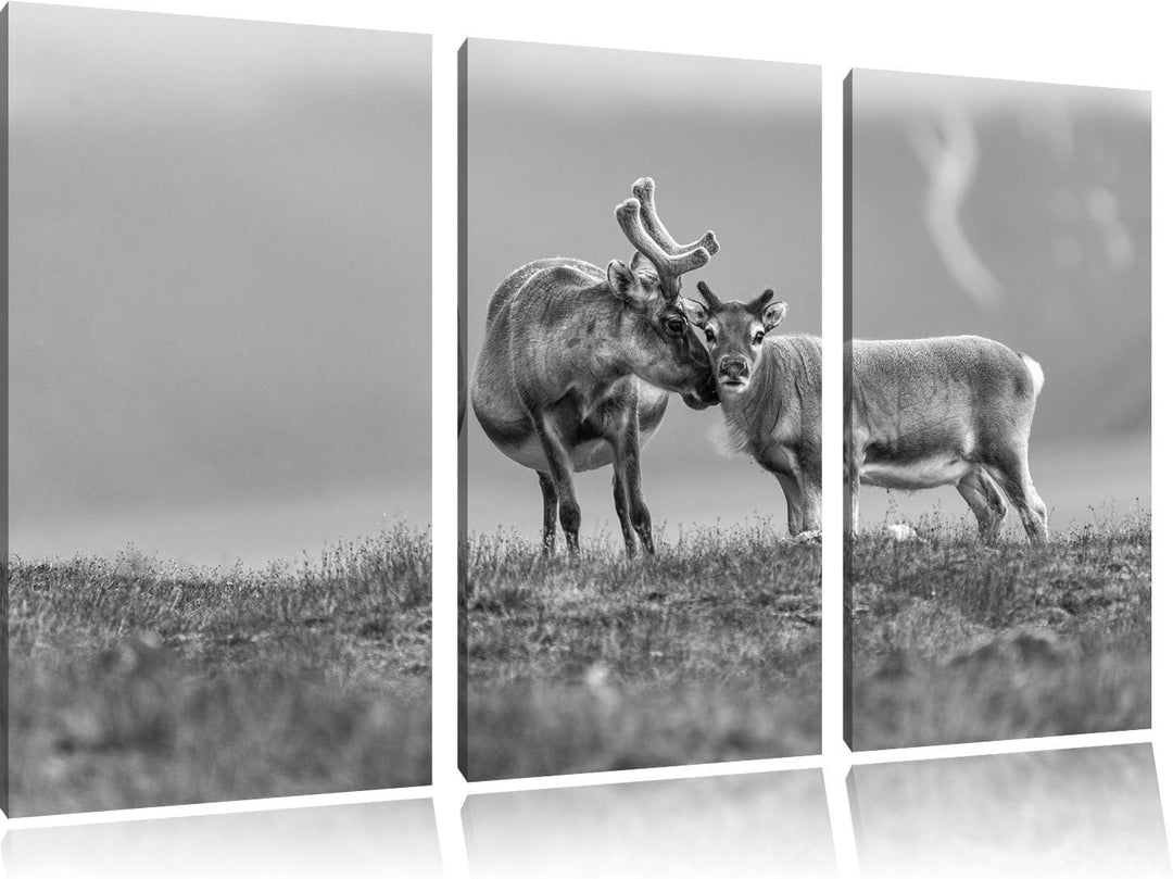 Pixxprint Rentiere die miteinander schmusen Kunst B&W 3-Teiler Leinwandbild 120x80 Bild auf Leinwand