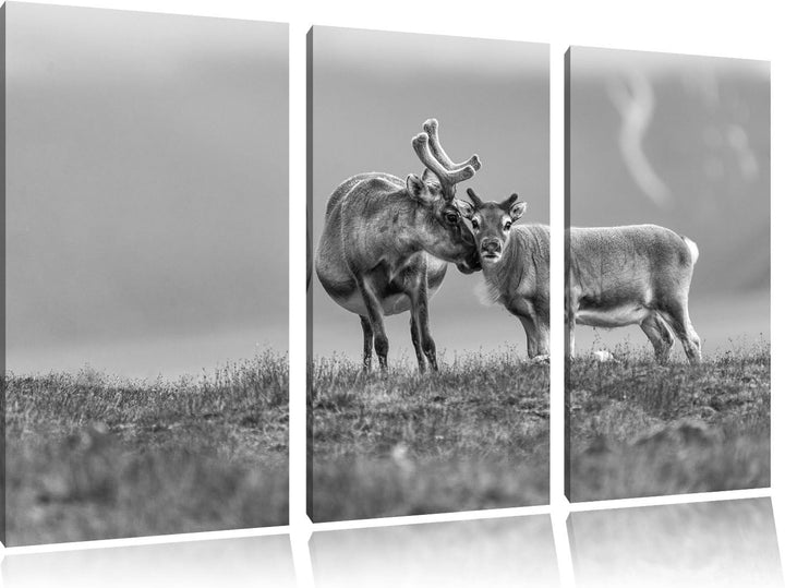 Pixxprint Rentiere die miteinander schmusen Kunst B&W 3-Teiler Leinwandbild 120x80 Bild auf Leinwand