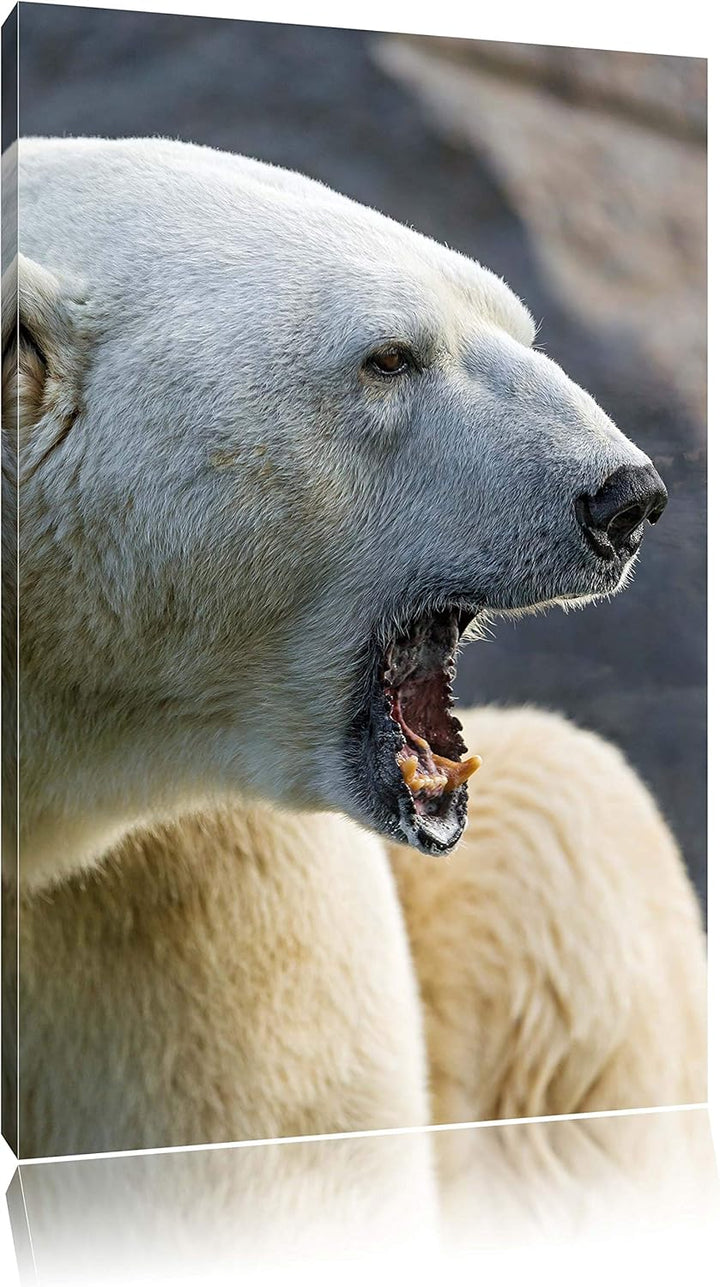 Pixxprint brüllender Eisbär auf Leinwand, XXL riesige Bilder fertig gerahmt mit Keilrahmen, Kunstdru