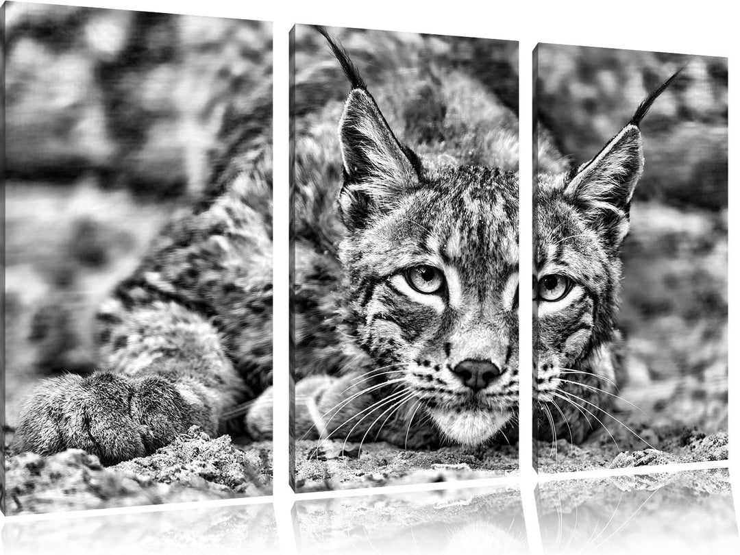 Pixxprint wachsamer Luchs als Leinwandbild/Grösse: 3 Teilig (120x80) / Wandbild/Kunstdruck/fertig be
