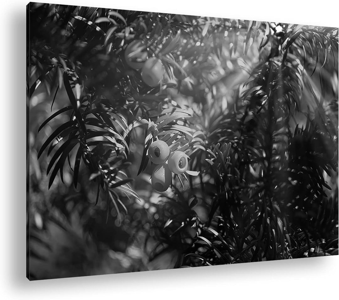 deyoli Eibe mit Früchten Effekt: Schwarz&Weiss Format: 80x60 als Leinwandbild, Motiv fertig gerahmt