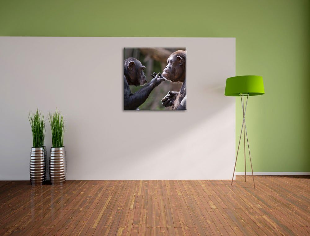Schimpansen Freundschaft, Format: 70x70 auf Leinwand, XXL riesige Bilder fertig gerahmt mit Keilrahm