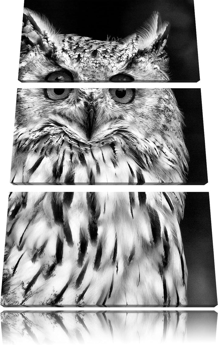 Pixxprint aufmerksame Waldohreule / 3-Teilig/Gesamtmass 120cm Leinwandbild bespannt auf Holzrahmen/W