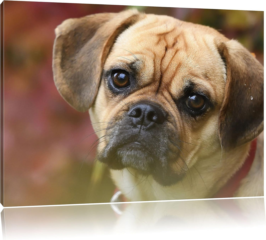 Pixxprint Mops Welpe als Leinwandbild/Grösse: 100x70 cm/Wandbild/Kunstdruck/fertig bespannt, 100x70