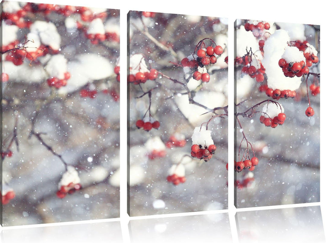 Pixxprint Vogelbeeren mit Schnee bedeckt als Leinwandbild/Grösse: 3 Teilig (120x80) cm/Wandbild/Kuns