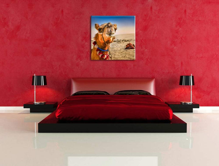 Lustiges Kamel in Wüste, Format: 70x70 auf Leinwand, XXL riesige Bilder fertig gerahmt mit Keilrahme