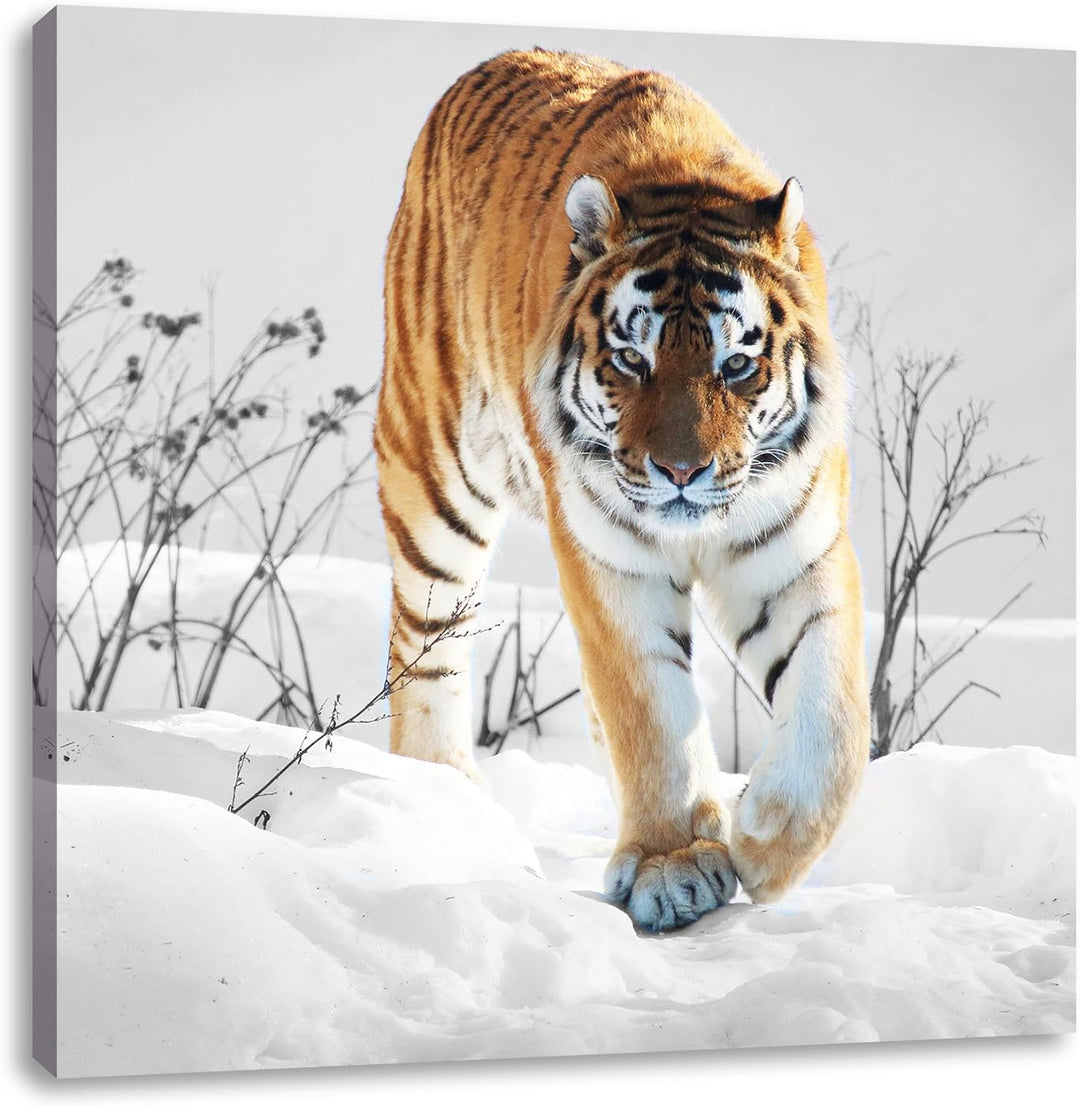 Pixxprint Grosser Wilder Tiger im Schnee als Leinwandbild/Grösse: 70x70 cm/Wandbild/Kunstdruck/ferti