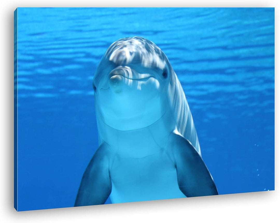 deyoli entzückender Delphin Format: 80x60 als Leinwandbild, Motiv fertig gerahmt auf Echtholzrahmen,