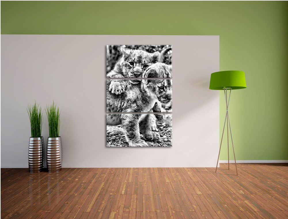 Pixxprint Löwenjunge als Leinwandbild/Grösse: 3 Teilig (120x80) cm/Wandbild/Kunstdruck/fertig bespan