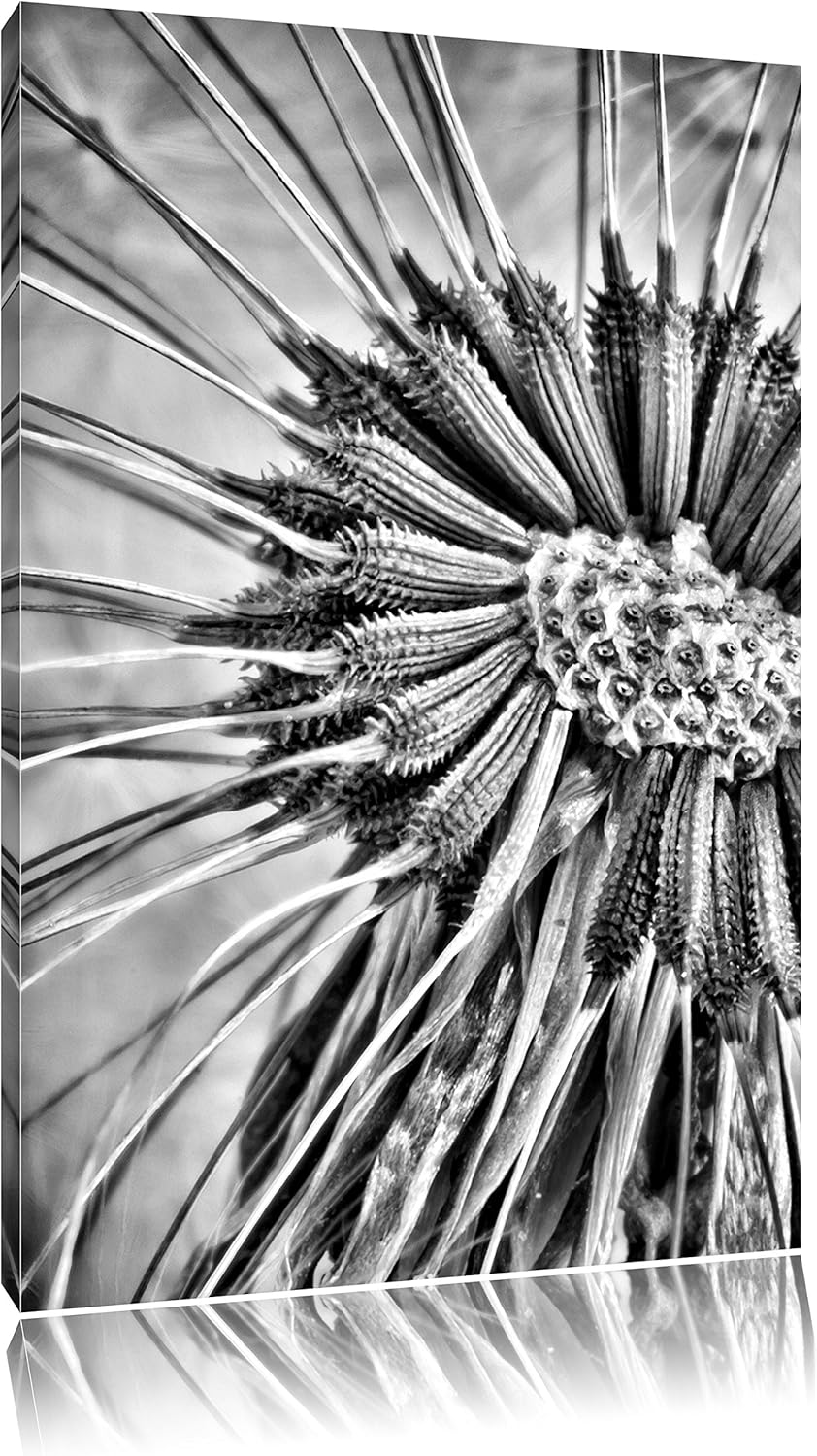 Pixxprint Monocrome, Vertrocknete Pusteblume, Format: 100x70 auf Leinwand, 100x70
