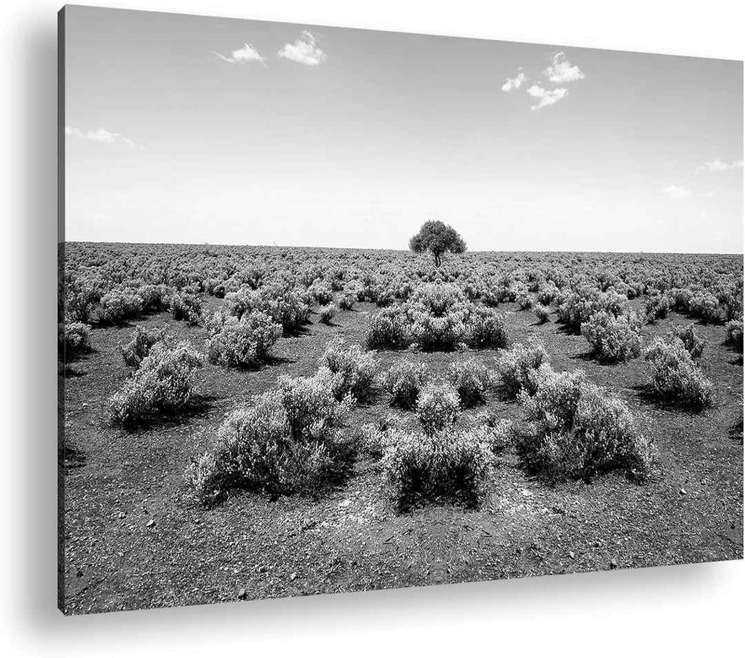 deyoli einsamer Baum in unfruchtbaren Wüste Format: 80x60 Effekt: Schwarz&Weiss als Leinwandbild, Mo