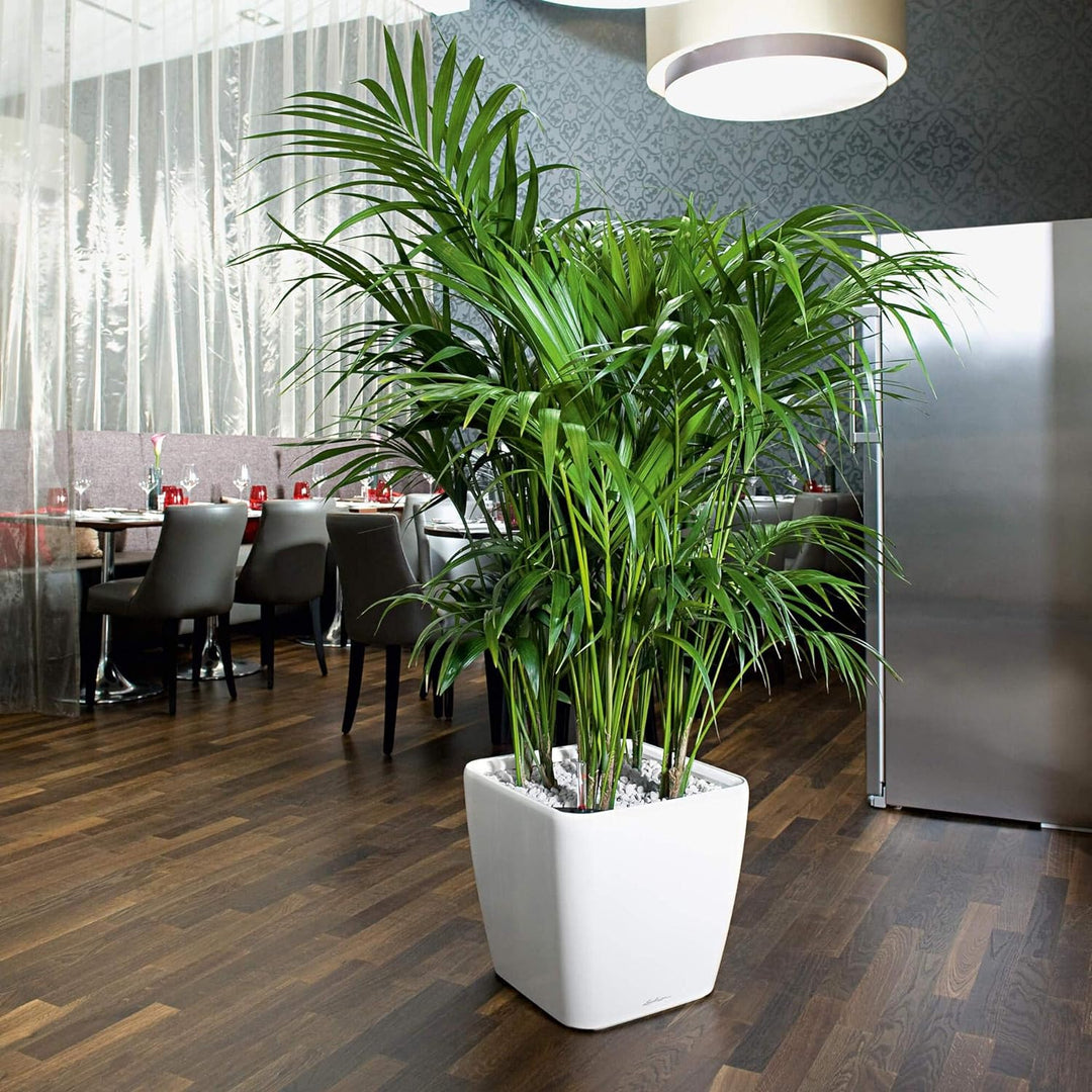 LECHUZA QUADRO Premium LS 43 anthrazit metallic 16183 43x43x40 cm Anthrazit Metallic, 43x43x40 cm An