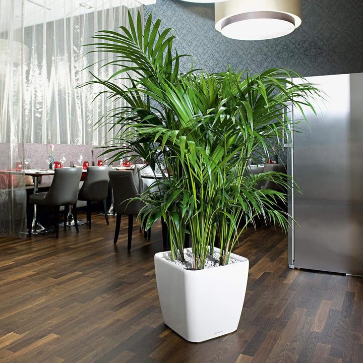 LECHUZA QUADRO Premium LS 43 anthrazit metallic 16183 43x43x40 cm Anthrazit Metallic, 43x43x40 cm An