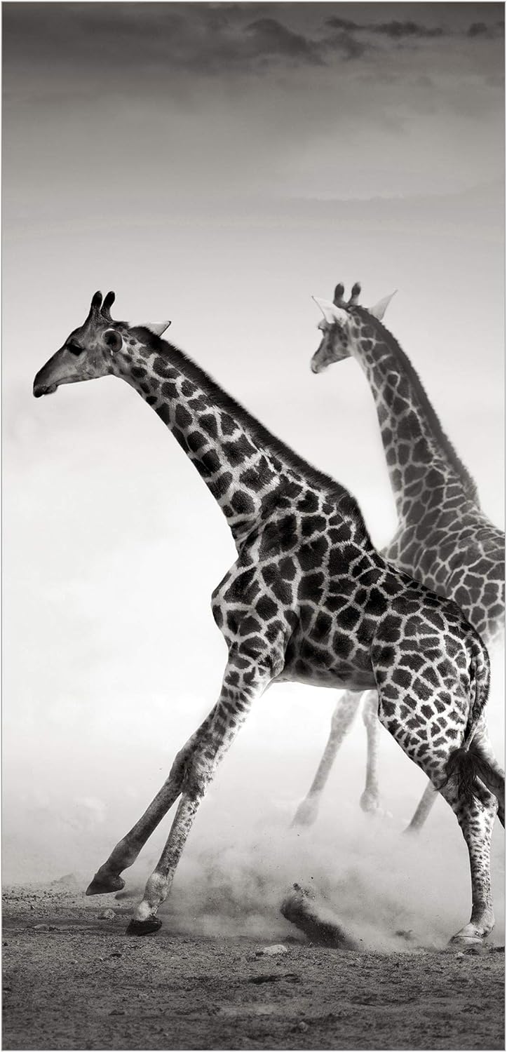 Bilderwelten Raumteiler Giraffenjagd 250x120cm inkl. transparenter Halterung 250x120cm incl. transpa