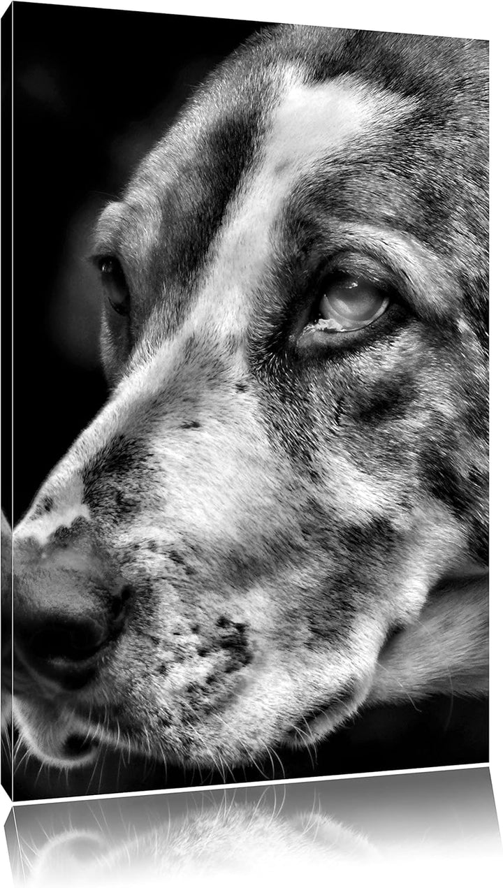 Pixxprint hübscher Hund im Seitenprofil als Leinwandbild | Grösse: 100x70 | Wandbild| Kunstdruck | f