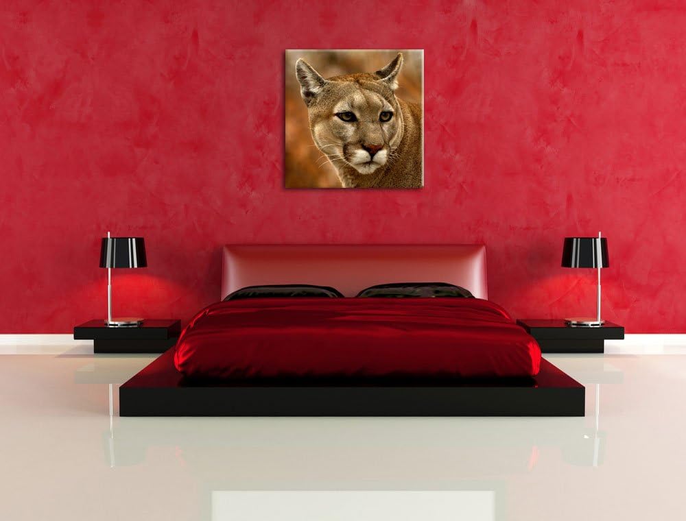 schöner Berglöwe, Format: 70x70 auf Leinwand, XXL riesige Bilder fertig gerahmt mit Keilrahmen, Kuns