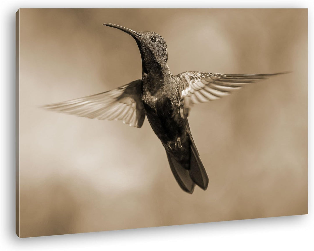 deyoli flinker Kolibri Format: 80x60 Effekt: Sepia als Leinwand, Motiv fertig gerahmt auf Echtholzra