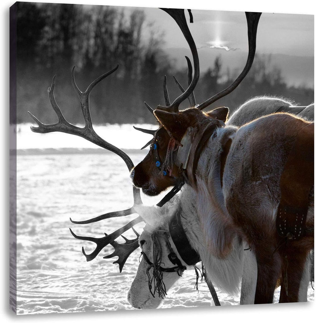 Pixxprint Rentiere im Schnee schwarz/weiss, Format: 70x70 auf Leinwand, 70x70
